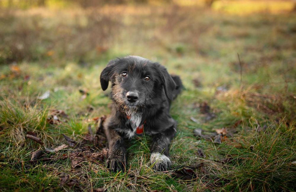 Coco - 6 miesięczna sunia SZCZENIAK szuka domu