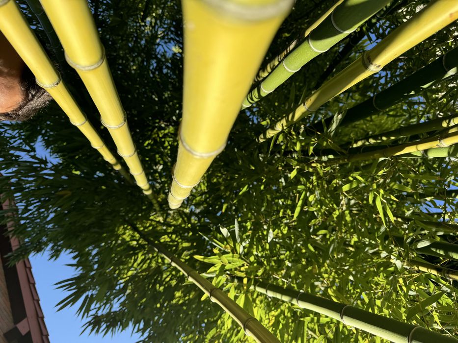Bambus 7m. Phyllostachys vivax i Phyllostachys Shanghai 3