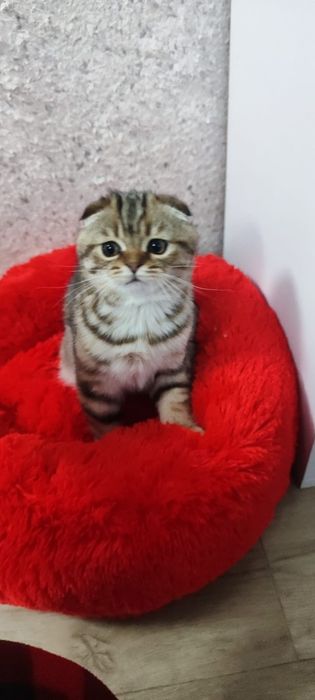 Кошенята шотландський скотиш фолд