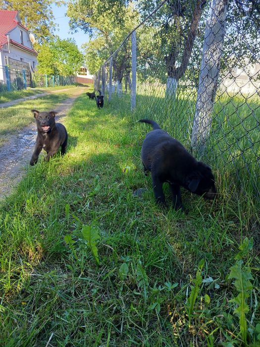 Шпіц і лабрадор ,дитячі собаки.