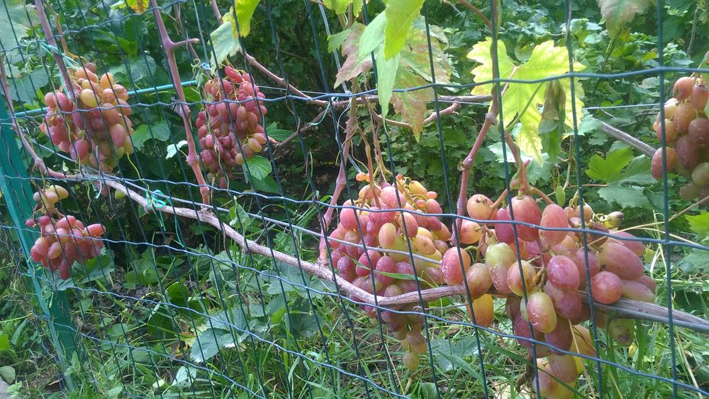 Сажанцы/Саджанці виногад ПРЕОБРАЖЕНИЕ