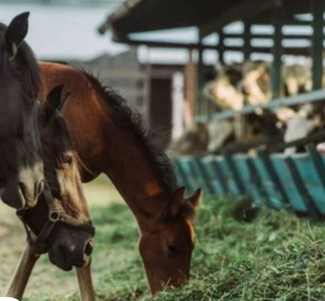 Продам свіже польове сіно