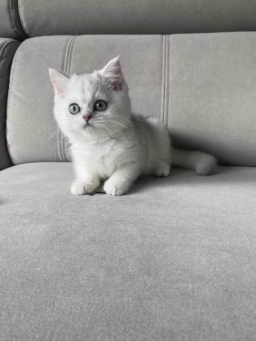 Śliczny kocurek prostouchy szkocki