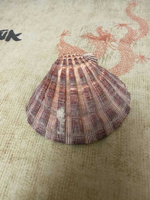 Ракушка, морская раковина.