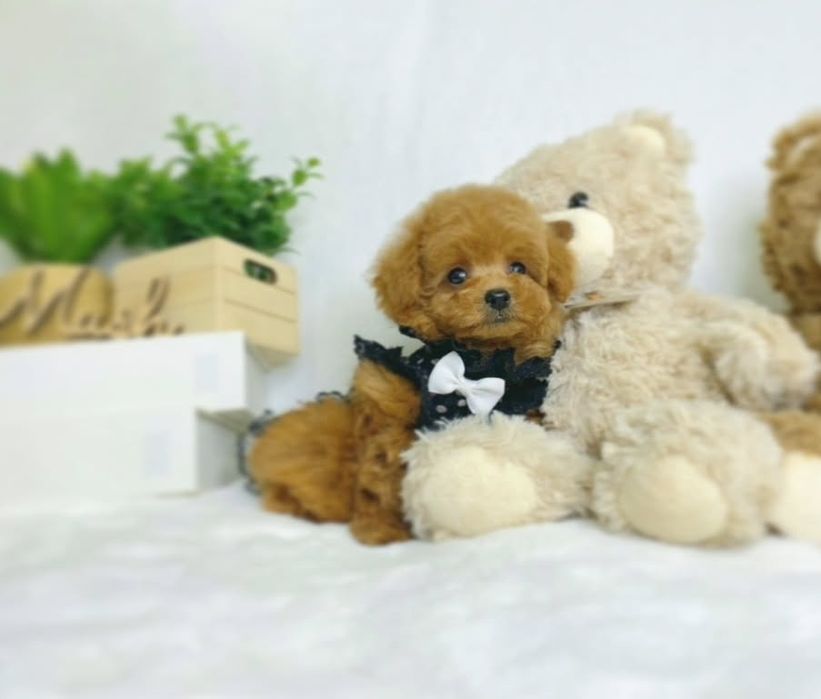 Самий крутий той пудель,мінні . карамель