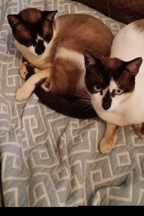 Dou 2 gatos irmãos de 1 ano