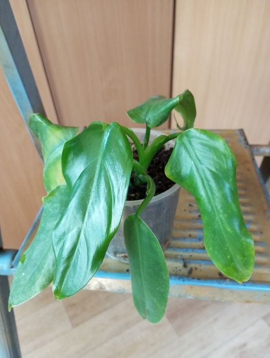 Филодендроны сорта