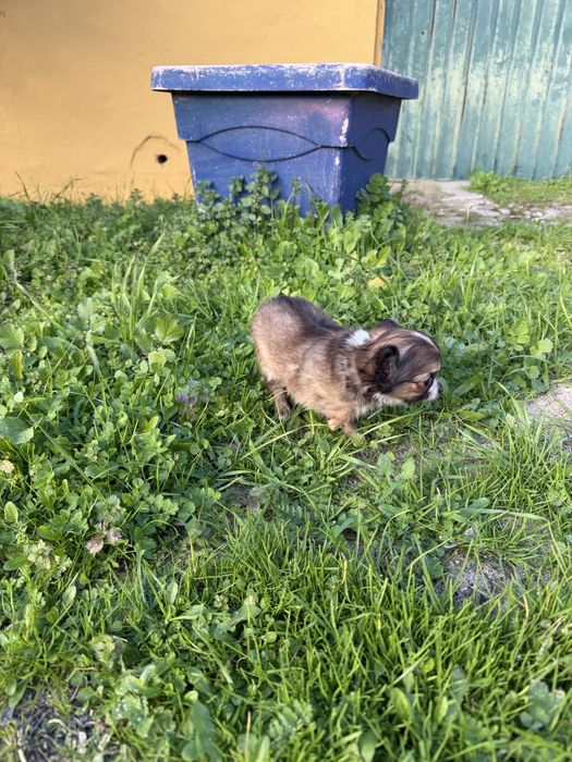 Magnífica menina chihuahua