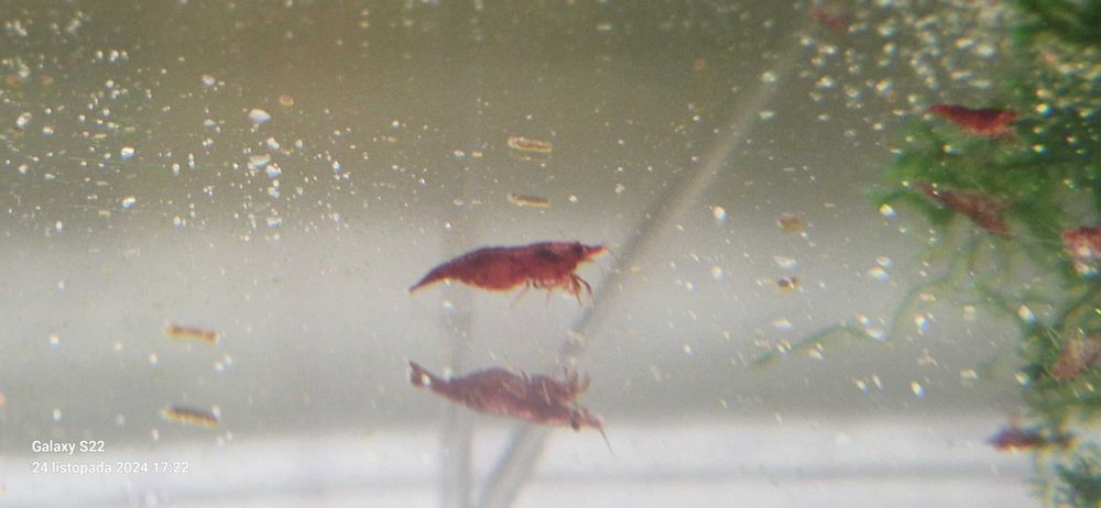Krewetki Neocaridina Bloody Mary