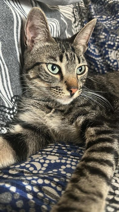 Doce- gatinho super meigo para adoção responsável