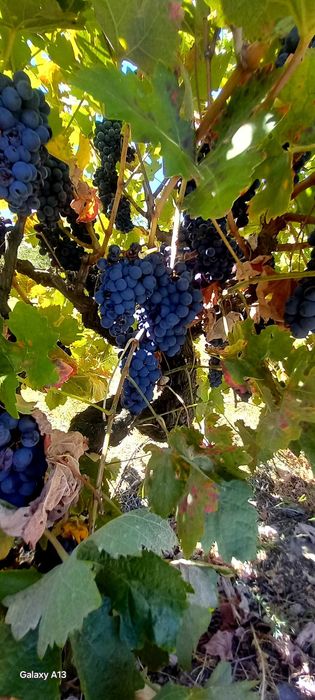 VENDO uvas no Ferro