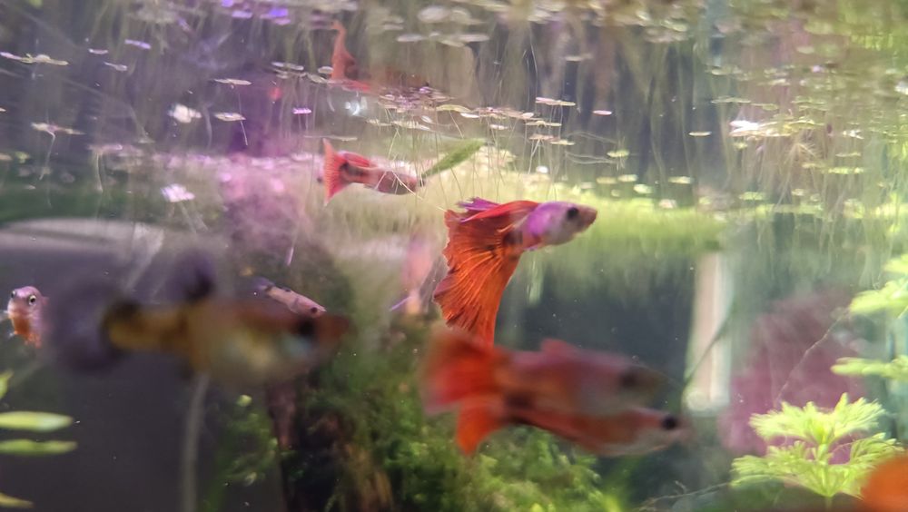 Sprzedam gupiki Tiger Red (czysta krew)