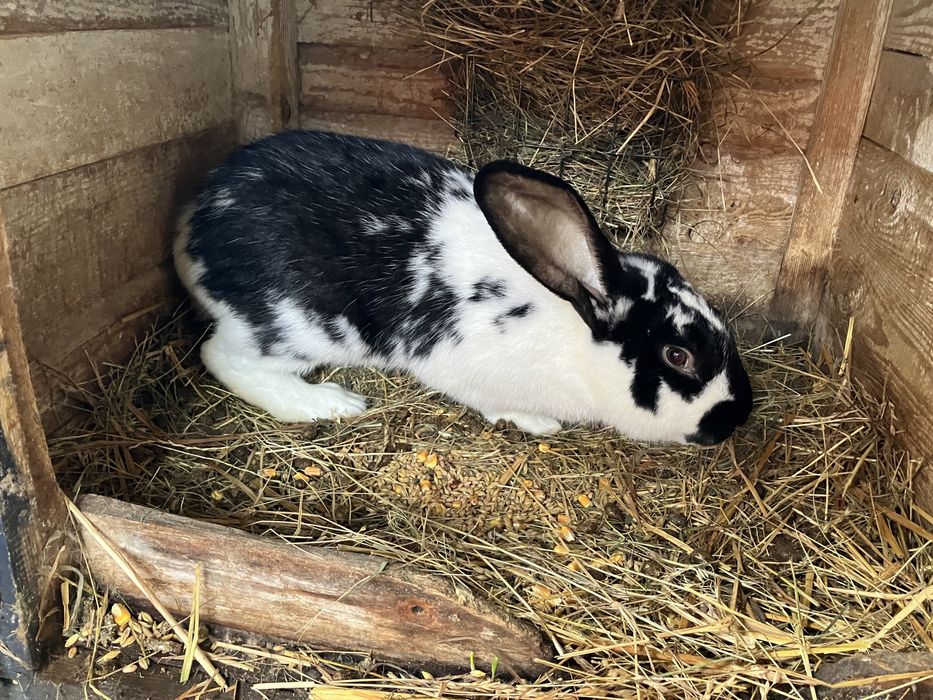 Króliki mieszance i nie tylko