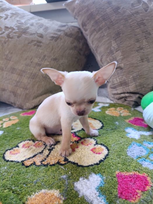 Мини мальчик чихуахуа