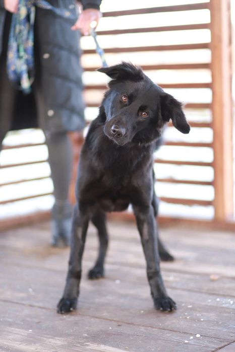 Poznajcie Lunę, wspaniałą z niej towarzyszka, oddana, wesoła, łagodna