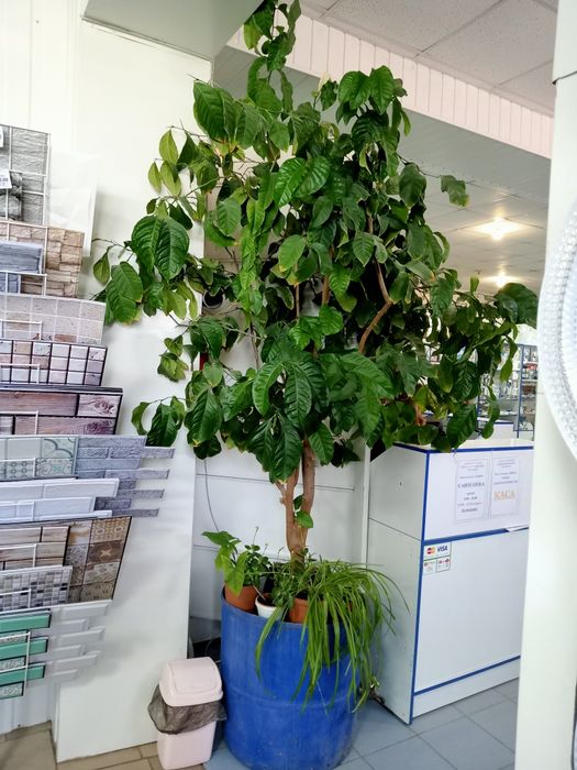 Растение живое лимон дерево