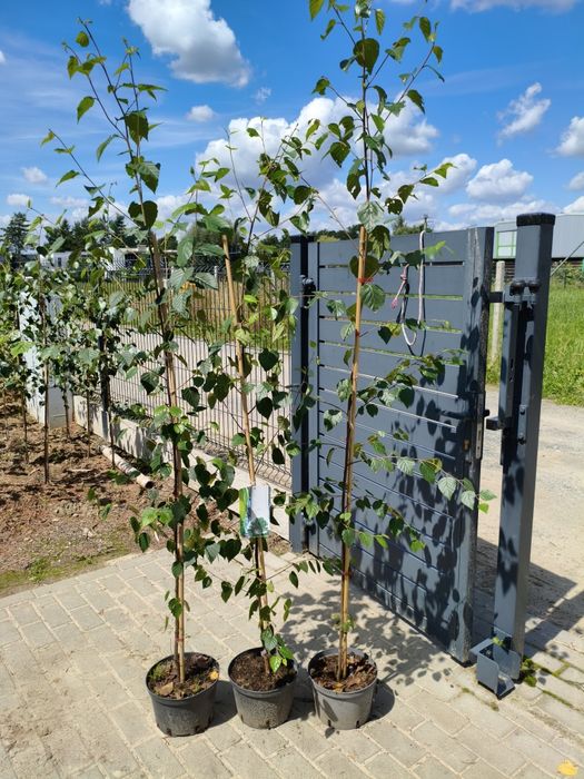 Brzoza doorenbos sadzonki w 3l doniczce  45 zł  w p9  -12 zł