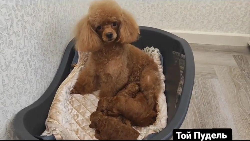 Дівчинка Ніка має добру вдачу