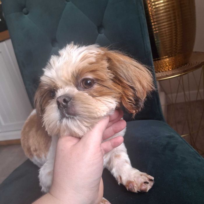 Piesek 6miesiacy rodowód Zhpr