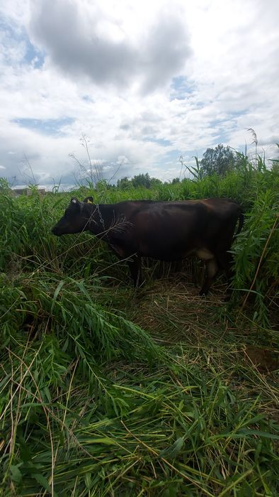 Продам Джерсейську молоду корову.