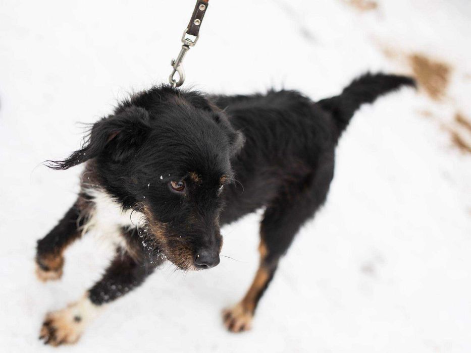 Tricolor CUDNY Rex od 2014 r w schronisku