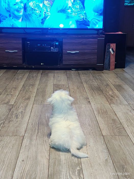 Maltańczyk piesek ostatni