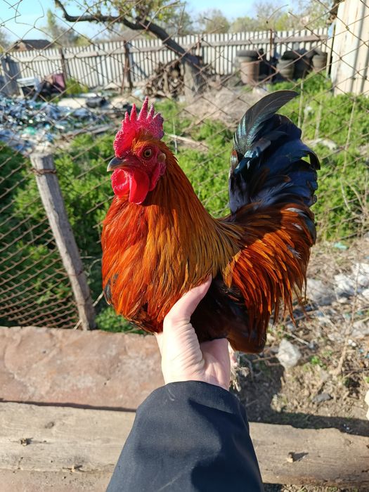 Яйцо инкубационное бентамка