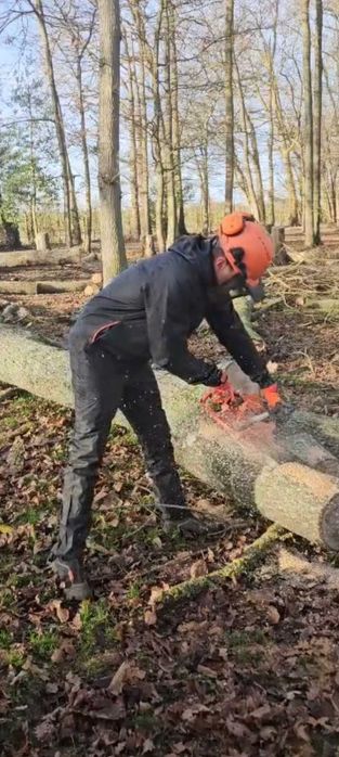 Corte e Abate de Árvores – Serviço Profissional