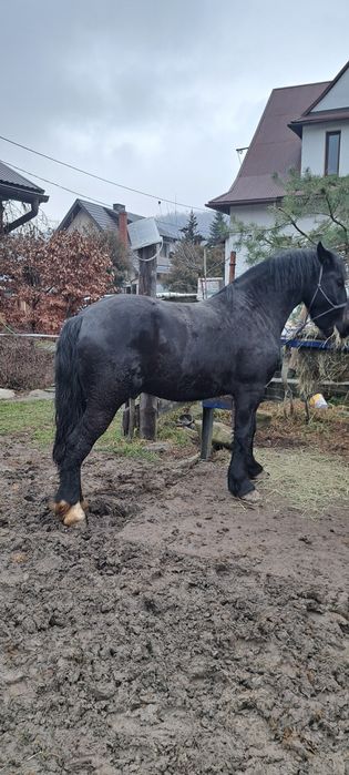 Sprzedam wałacha 26 miesięcy