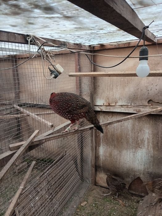 Фазани сатири.продаж