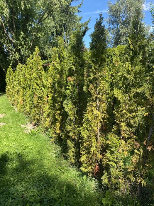 Oddam drzewka tuje