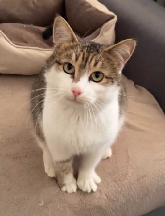 СРОЧНО Дом, Будут Выпускать - Мальчик, 1 Год, Кастрирован