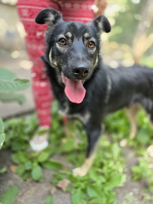 Песик в добрі ручки!