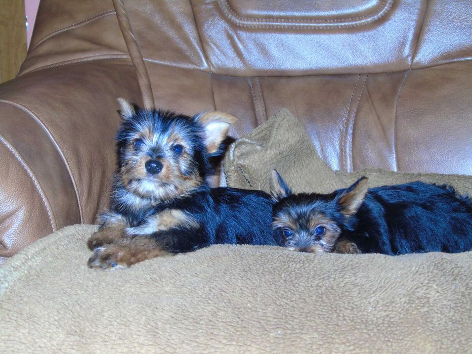 Yorkshire Terrier chłopczyk