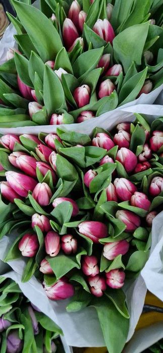 Передзамовлення! Тюльпан до 8 березня!