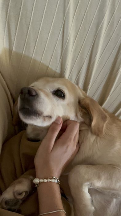 Petsitting em Braga519524789760839681