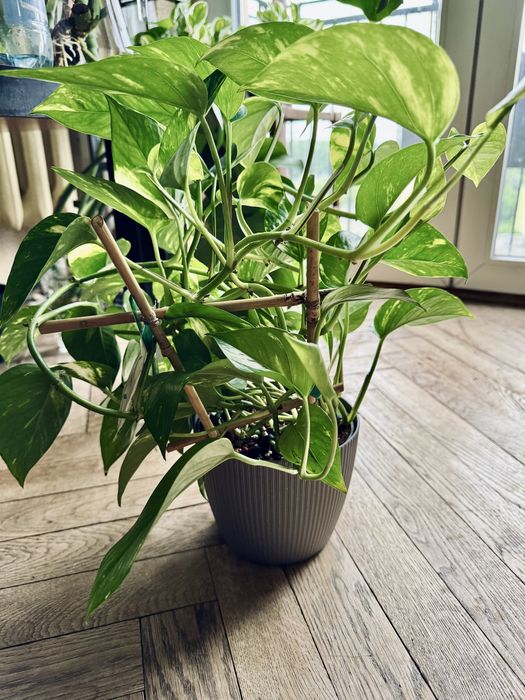 Epipremnum aureum