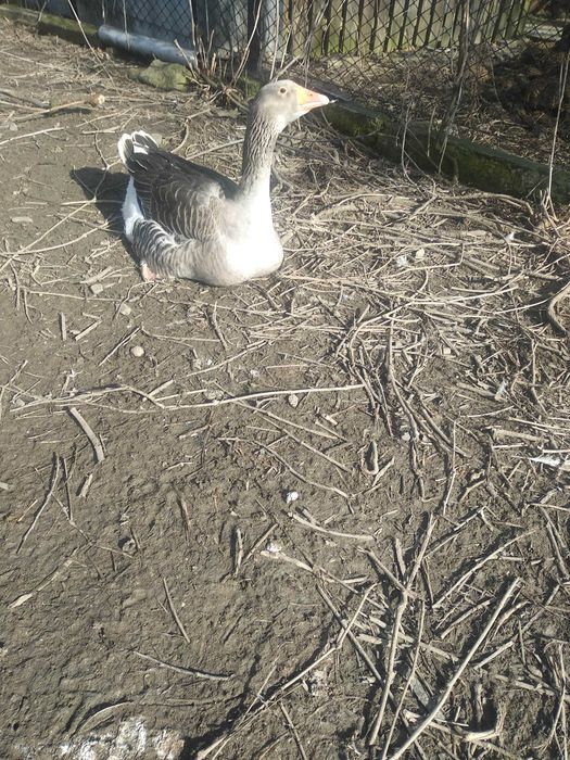 gąska landes jajka lęgowe kur