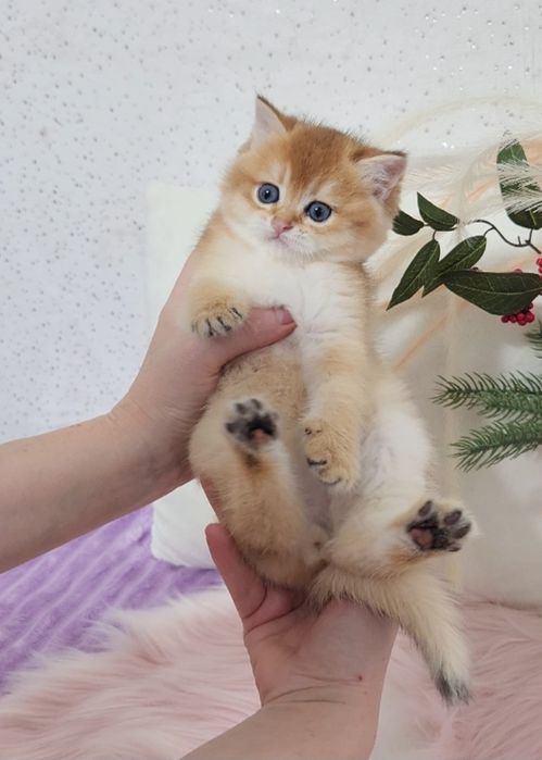 Шотландська красуня золота шиншила