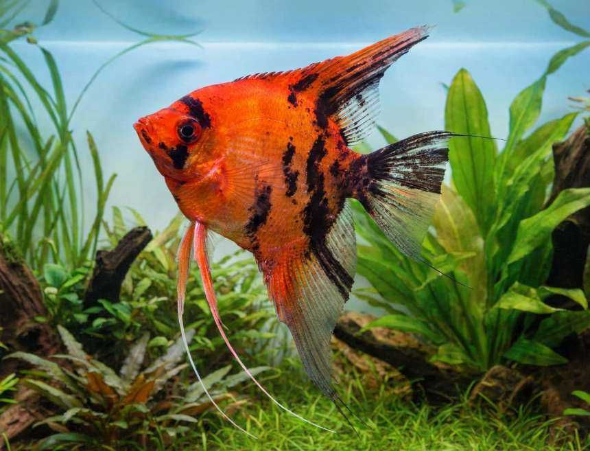 SUPER CENA Skalar red devil piękna intensywna barwa około 6-7cm