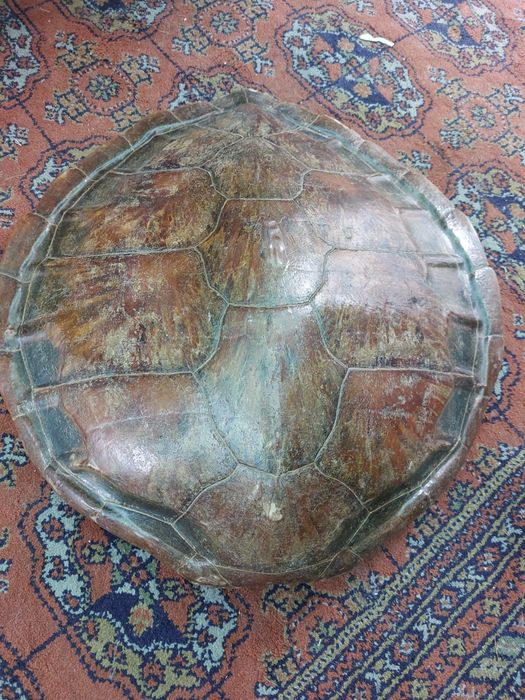 Antiga concha de Tartaruga, em óptimo estado
