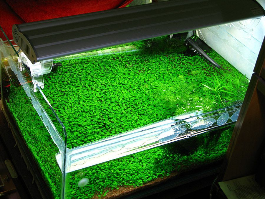 Глоссостигма. Аквариумные растения