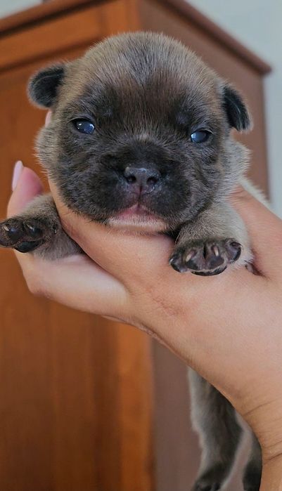 Bulldog Francês macho