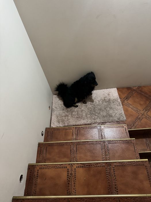 Odam do dobrego domu