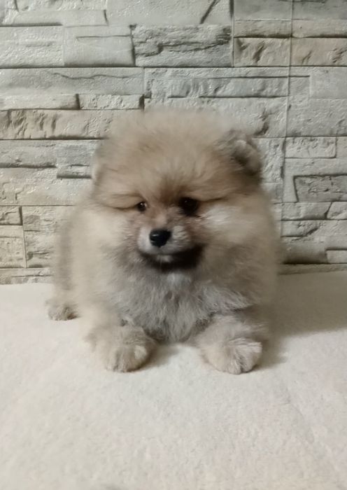 Дуже милі ведмежата