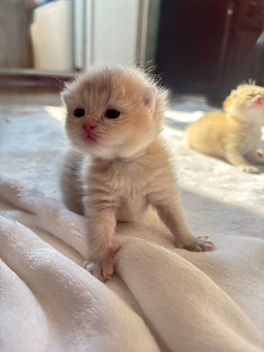 Бронь на кошенят золота шиншила