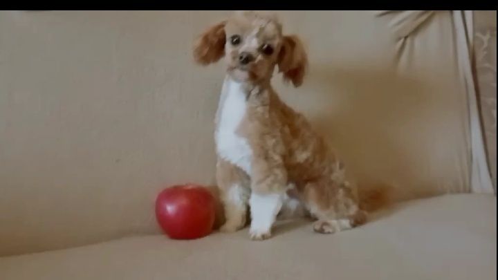 МалЮки! Maltipoo ф1