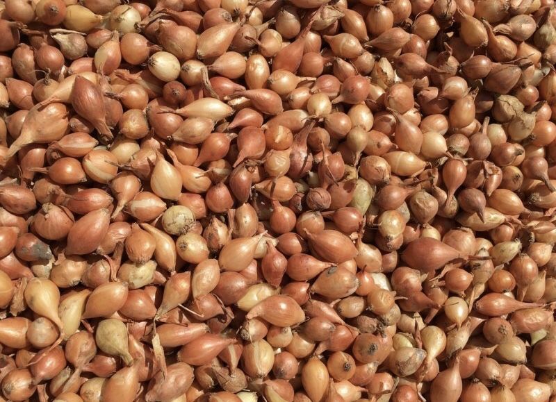 Продам Лук севок