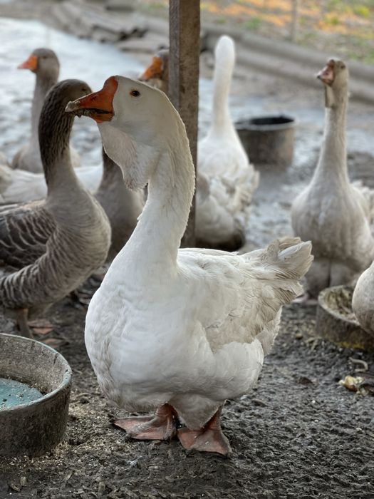 Продам гусей на розвід