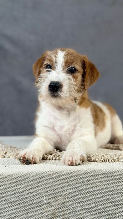 Suczka Jack Russell terrier ZKWP/FCI szorstkowłosa